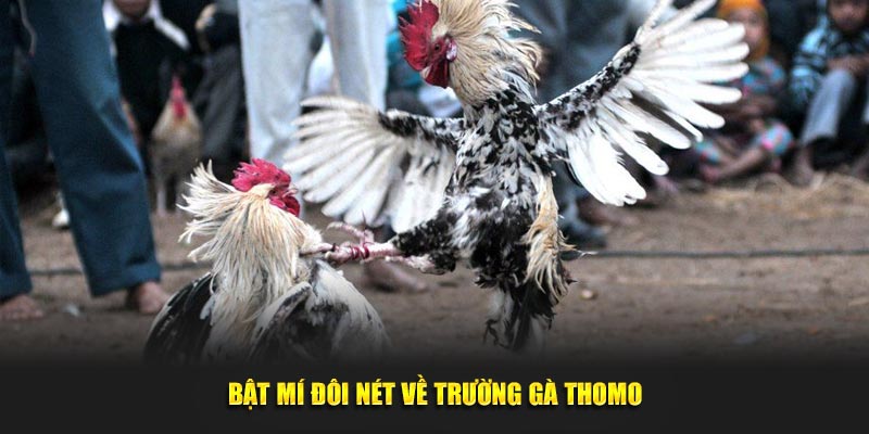 Bật mí đôi nét về trường gà Thomo