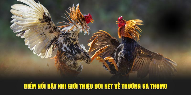 Điểm nổi bật khi giới thiệu đôi nét về trường gà Thomo