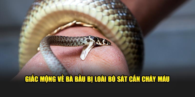 Giấc mộng về bà bầu bị loài bò sát cắn chảy máu