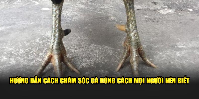 Hướng dẫn cách chăm sóc gà đúng cách mọi người nên biết