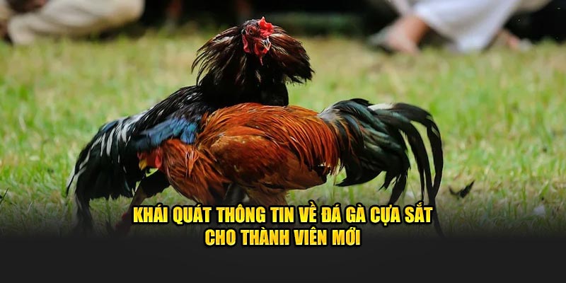 Khái quát thông tin về đá gà cựa sắt cho thành viên mới