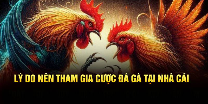 Lý do nên tham gia cược đá gà tại nhà cái