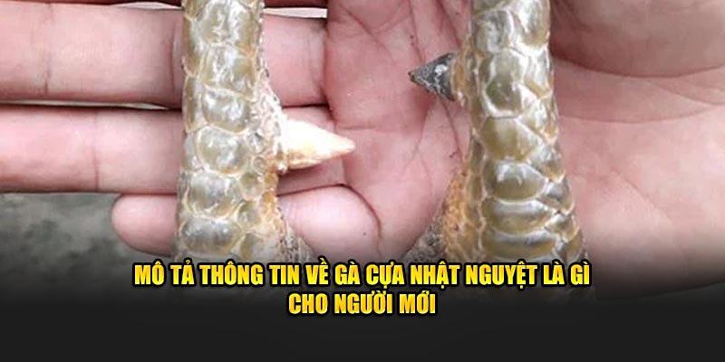 Mô tả thông tin về gà cựa nhật nguyệt là gì cho người mới