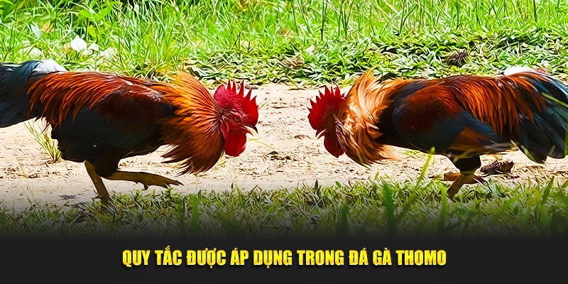 Quy tắc được áp dụng trong đá gà Thomo