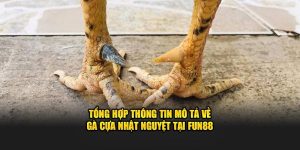 Mô Tả Về Gà Cựa Nhật Nguyệt